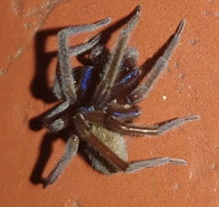 Phyxelididae