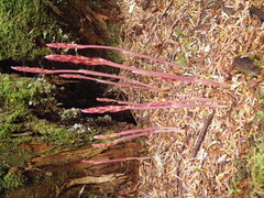 Corallorhiza