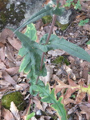 Senecio callosus