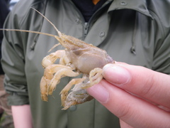 Upogebia pugettensis