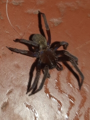 Phyxelididae