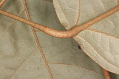 Croton carpostellatus