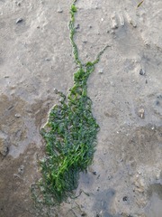 Ulva meridionalis