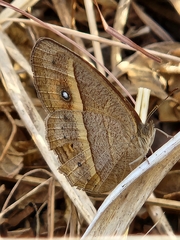 Satyrinae