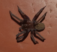 Phyxelididae