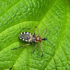 Pyrrhosphodrus militaris