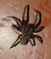 Phyxelididae