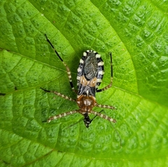Pyrrhosphodrus militaris