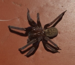 Phyxelididae