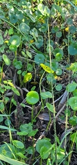 Hydrocotyle bonariensis