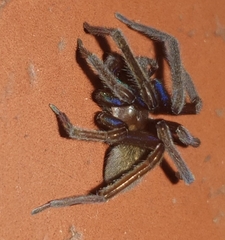 Phyxelididae