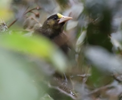 Psarocolius atrovirens