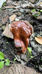Ganoderma lucidum