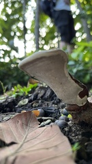 Ganoderma lucidum