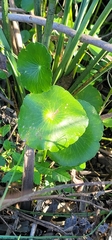 Hydrocotyle bonariensis