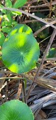 Hydrocotyle bonariensis