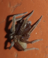 Phyxelididae