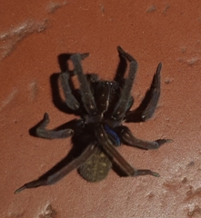 Phyxelididae