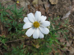 Bidens colimana