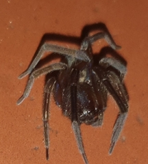 Phyxelididae