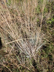 Andropogon capillipes