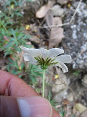 Bidens colimana