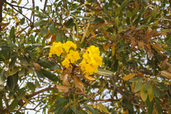 Tabebuia aurea
