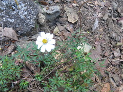 Bidens colimana