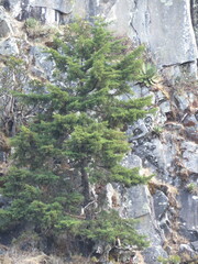 Cupressus lusitanica