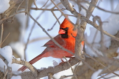 Cardinalis cardinalis