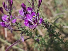Cleome hirta