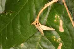 Croton carpostellatus