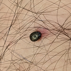 Ixodidae