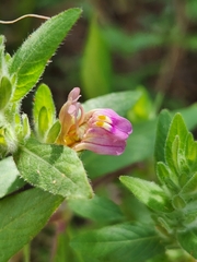 Hygrophila auriculata