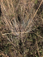 Andropogon capillipes