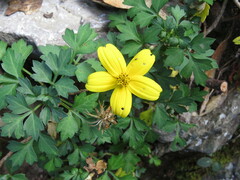 Bidens ostruthioides