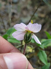Tridax palmeri