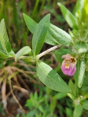 Hygrophila auriculata