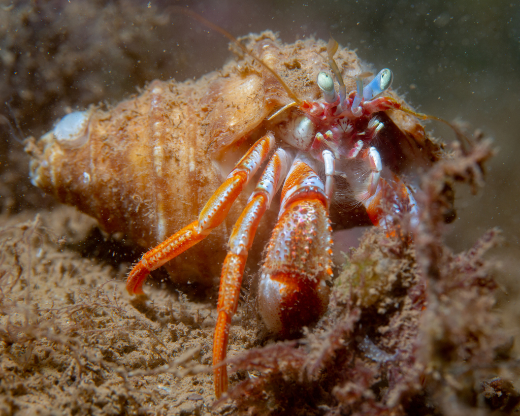 Pagurid Hermit Crabs
