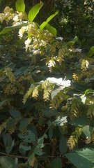 Flemingia strobilifera