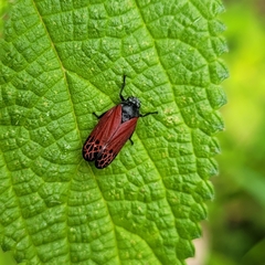 Mahanarva rubripennis