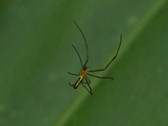 Nephila pilipes