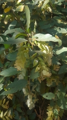Flemingia strobilifera