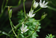 Ornithogalum umbellatum