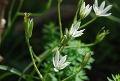 Ornithogalum umbellatum