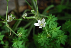 Ornithogalum umbellatum