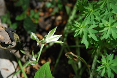 Ornithogalum umbellatum