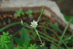 Ornithogalum umbellatum