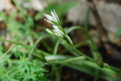 Ornithogalum umbellatum