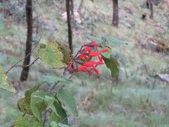 Salvia gesneriiflora